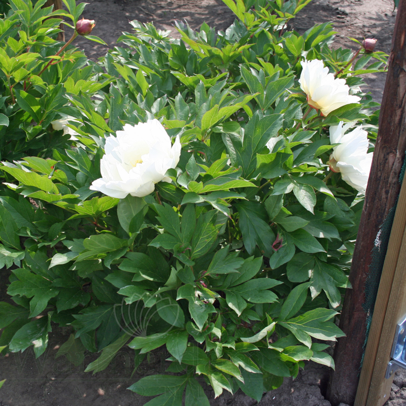 White Emperor | Warmerdam Paeonia